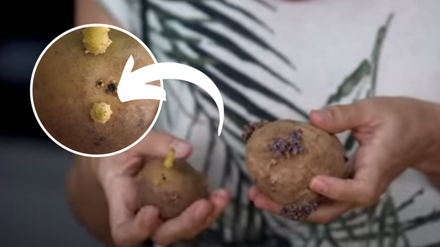 Vem plantar batata comigo: aqui estão os segredos para cultivar o tubérculo em casa (é diferente de batata-doce!)