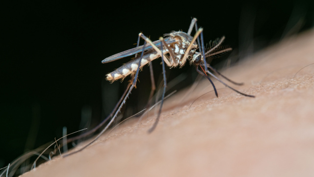 Diga adeus aos mosquitos: aprenda o truque do papel higiênico
