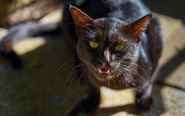 O que significa quando um gato preto aparece na sua casa uma vez por mês?