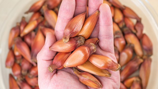 Se você tem pinhão, você tem um tesouro: o ingrediente junino que ajuda quem tem diabetes, pressão alta e imunidade baixa