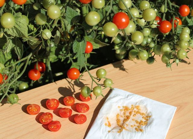 O que acontece se eu comer as sementes do tomate?