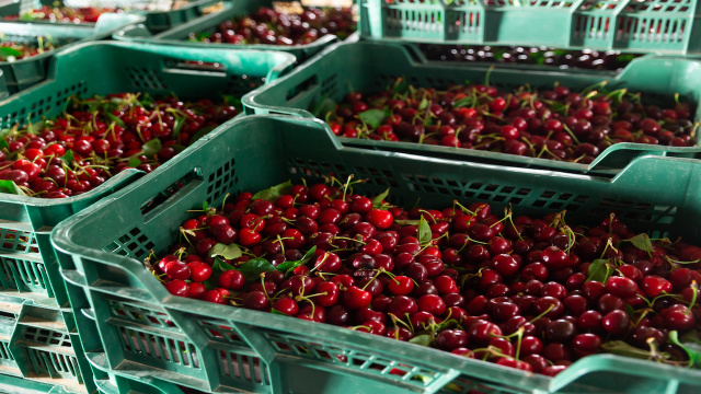 Praga quarentenária é responsável pela destruição de mais de tonelada de cerejas pelas autoridades