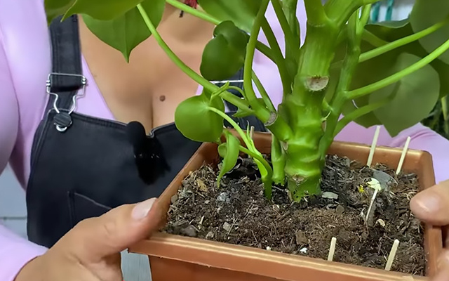 Truque simples de enterrar palito de fósforo no solo das plantas pode resolver um problema sério no vaso ou no jardim