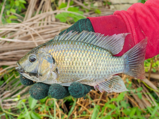 A tilápia é um alimento seguro para consumo? Nutricionista explica mitos e verdades sobre o peixe e indica se é saudável incluí-lo na sua dieta
