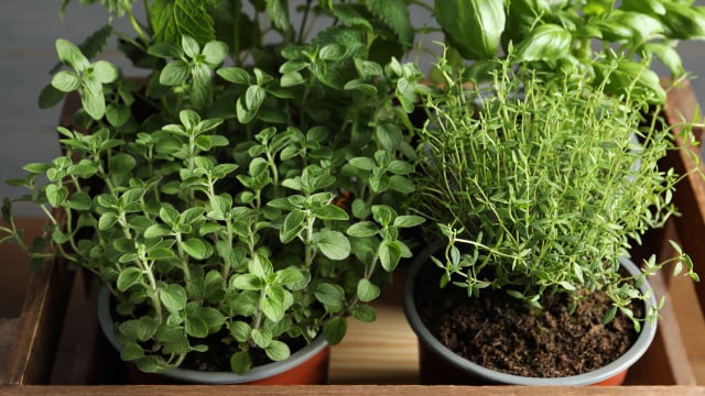 Horta em casa: as 8 plantas fáceis de cultivar que vão economizar seu dinheiro no mercado