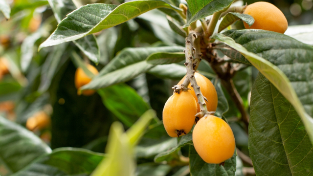 A fruta com propriedades anti-inflamatórias mais completas e que pode contribuir para a saúde do fígado