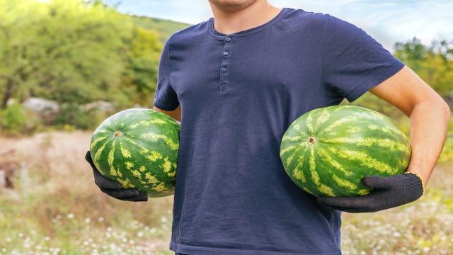 Capital da melancia: essa cidade brasileira com 14 mil habitantes produz toneladas da fruta todos os anos e atrai turistas