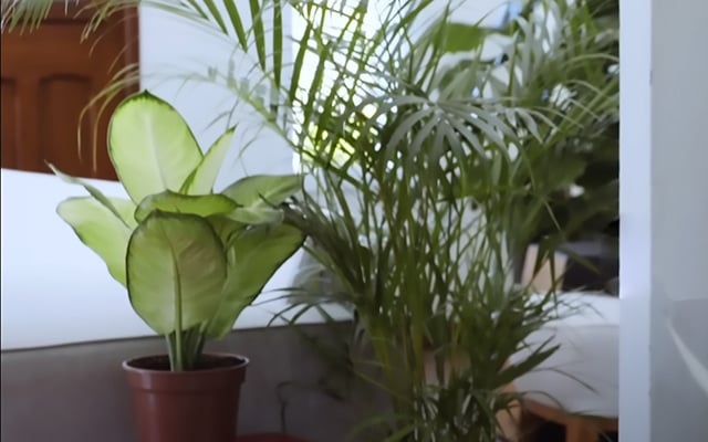 As plantas ideais para cada espaço da casa: sala, quarto, cozinha e varanda