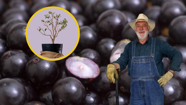 Aprendi como plantar jabuticaba no vaso com um jardineiro: atenção ao tamanho do vaso