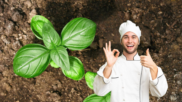 Retire as folhas do manjericão, mas não faça pesto com elas: coloque-as no óleo quente e o resultado será delicioso