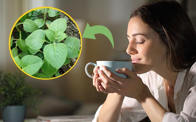 Planta comum em hortas caseiras pode transformar a saúde da sua família e você só precisa de 5 folhas