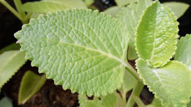 Essa erva aromática muito popular ajuda os intestinos a funcionarem corretamente e mata os germes