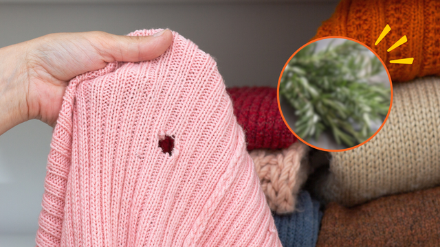 Traças em casa? Essas 3 plantas são ideais para afastá-las e acabar com o problema