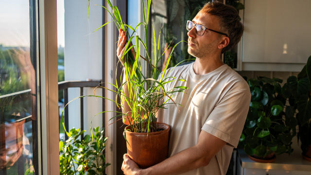 Nem lavanda, nem alecrim: a planta aromática que virou tendência para afastar insetos e deixar a casa mais cheirosa