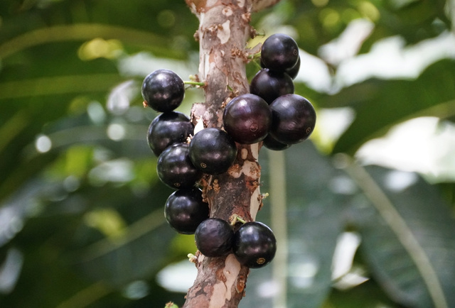 A casca dessa fruta roxa age de forma semelhante ao Ozempic: 5 gramas por dia podem melhorar níveis de inflamação e de glicose no sangue, aponta novo promissor estudo