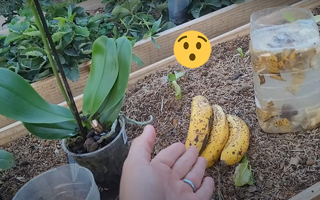 A casca de banana é um verdadeiro tesouro para a sua orquídea: você pica a casca de 3 bananas, mistura com 2 litros de água e...