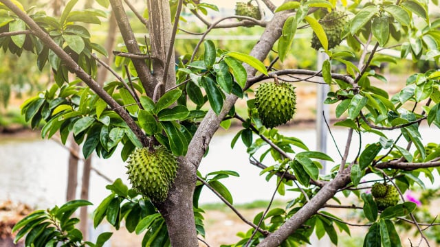 Essa árvore de clima quente tem frutos deliciosos e ainda deixa o quintal bonito e perfumado