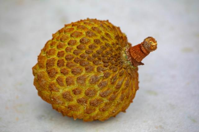 Nem jaca, nem graviola: essa fruta do Cerrado é rica em vitamina C, repleta de antioxidantes e até Patrimônio Cultural