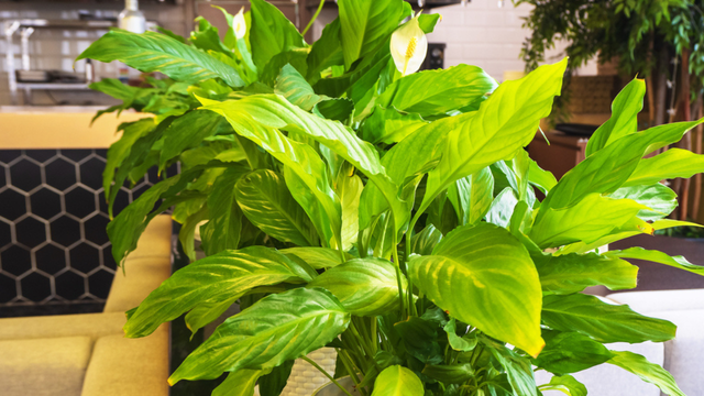 Pouca gente sabe, mas essa planta ajuda a “absorver" parte do som no ambiente