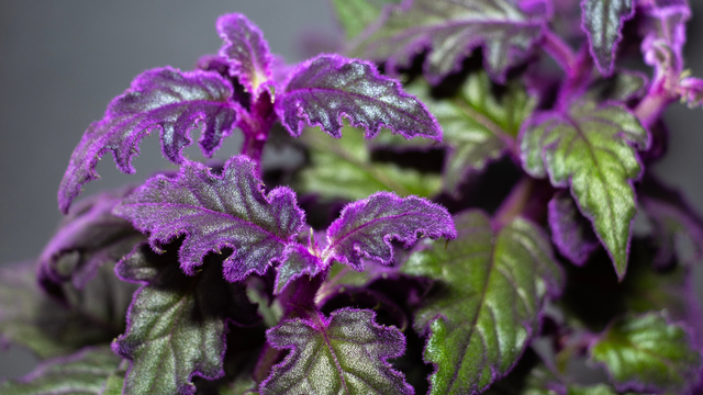 Você sabia que as plantas gritam quando estão estressadas? Pode parecer fantasia, mas é o que a ciência revelou