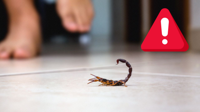 Infestação de escorpiões assustam moradores de São Paulo: aprenda como evitar que a praga entre na sua casa e o que fazer se for picado