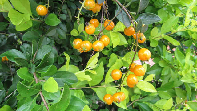 Tem perfume intenso, sabor marcante e cresce em árvores das cidades: descubra essa fruta que é um tesouro da Mata Atlântica no TudoGostoso