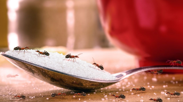 Se sua mãe não te contou, eu te conto o que realmente significa "formiga faz bem pra vista"