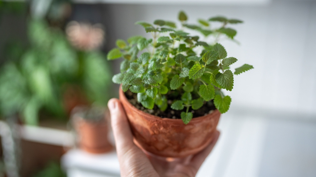 Nem lavanda, nem camomila: segundo a ciência, essa é a planta considerada um calmante natural para a mente e para o corpo