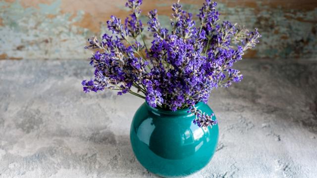 Linda e perfumada, essa planta vai te ajudar a dormir melhor (Créditos: Shutterstock)