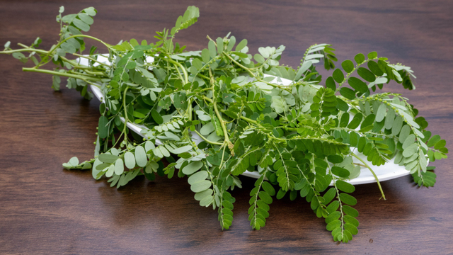 Planta usada há gerações em chá para os rins vai virar remédio gratuito no SUS