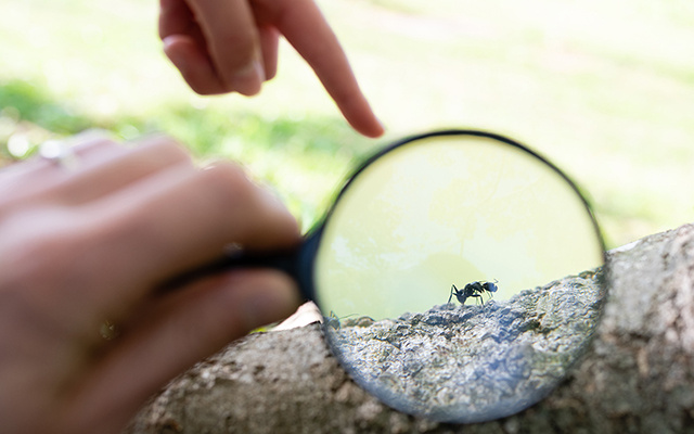 Dizem que comer formiga é bom pra vista, mas o que a ciência diz?