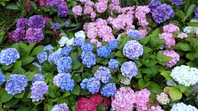 Adeus, hortênsias: por que jardineiros estão abandonando essa flor tradicional?