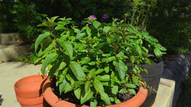 Ainda não tem hortelã na horta? 4 motivos além do uso na cozinha para plantá-la no seu jardim