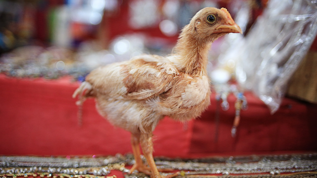 Por que não pode comer frango na ceia de Ano-Novo?