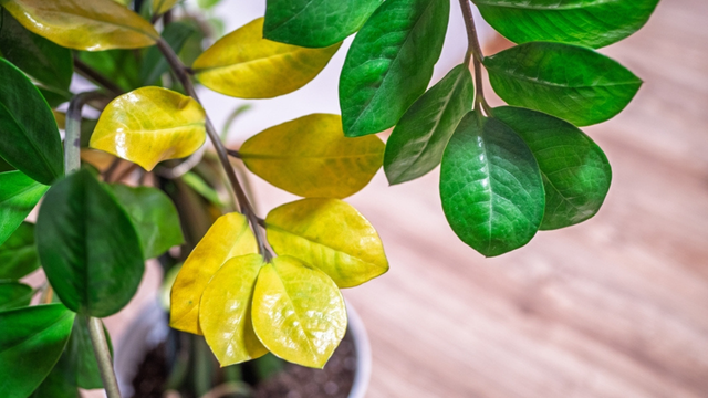 Apareceram folhas amarelas na minha zamioculca e um método inesperado salvou a minha planta em poucos dias