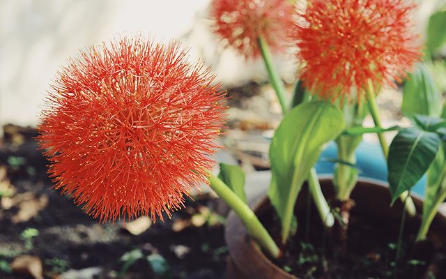 Essa flor é quase uma joia: ela traz perfume e cor para a sua casa de um jeito que você nunca viu