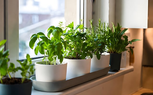 Com este método simples, você pode colher manjericão o ano todo: se você já tem horta em casa, sua produção vai aumentar muito