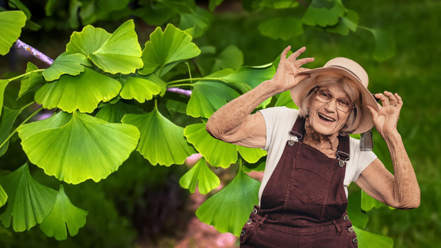 A vovó já falava dos benefícios dessa planta milenar e não é mito: entenda como o ginkgo biloba pode ajudar a sua saúde