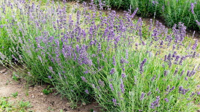 Conhecida por seu perfume suave e agradável, a lavanda pode ser incômoda para mosquitos (Créditos: Shutterstock)