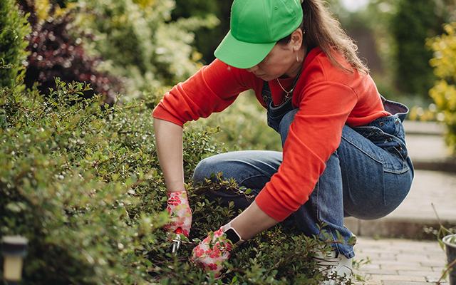 Muitas pessoas pulam essa tarefa de jardinagem no inverno - algo para se arrepender no verão