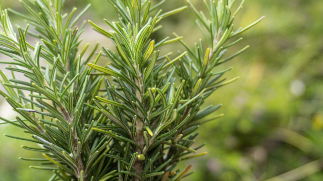 Esse é o melhor lugar para plantar o alecrim e trazer boas energias para a sua casa