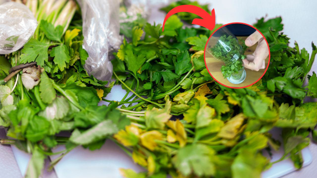 Truque simples conserva a salsinha por mais tempo: assim a erva dura até 10 dias