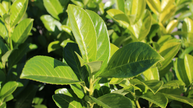 Tempera, ajuda na digestão e ainda atrai prosperidade: aprenda a plantar louro em casa para usufruir de todos os benefícios da erva aromática