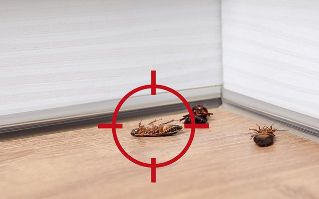 Nem repelentes, nem frutas: aqui está a melhor armadilha caseira (de 2 ingredientes!) para se livrar das baratas em casa