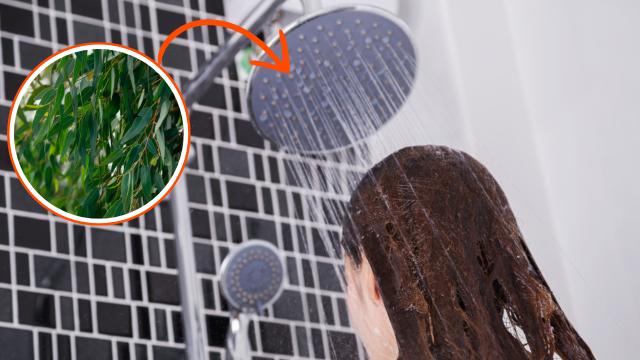 Veja por que você deve colocar folhas de eucalipto no seu chuveiro