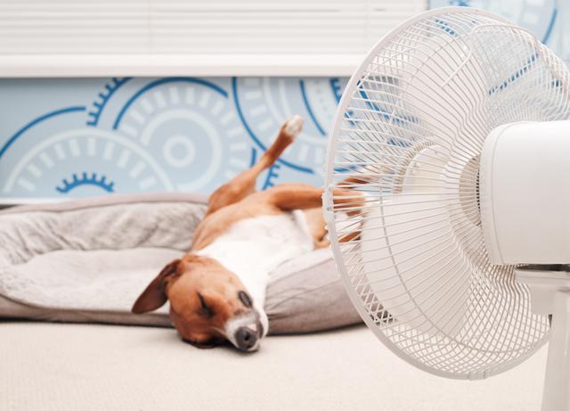 Climatizador e ventilador na Black Friday: Veja 4 opções com bons descontos no Mercado Livre!