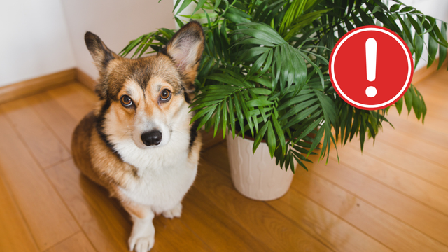 Planta popular na decoração pode atrair carrapatos e afetar seu cachorro ou gato sem você saber