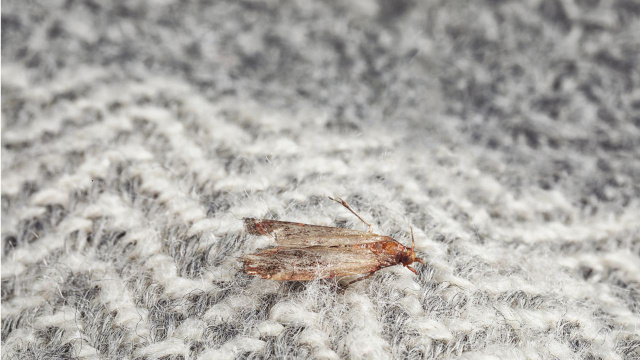 Diego Fernández, engenheiro químico: “Para repelir traças, misture 60 ml de água com 30 ml de álcool”