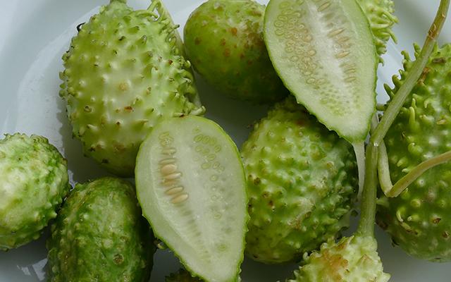 O vegetal mais esquecido é um dos mais poderosos: conheça os benefícios do maxixe e como cozinhar