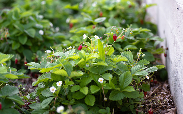 Fruta rica em antioxidantes cresce bem até em apartamentos pequenos e você pode cultivar em vaso